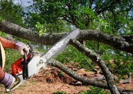 How Our Tree Care Process Works  in Hasley Canyon, CA